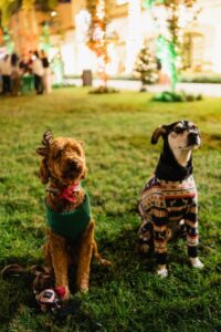 Two dogs show off their festive attire.